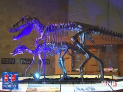 Үлэг гүрвэлийн үзмэрийг 4D-гээр үзэх боломжтой боллоо