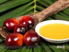 Далдуу модны самрын тос гэж юу вэ