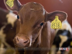 Тугал хооллодог робот зохион бүтээжээ