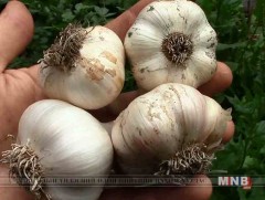 Сармис бол байгалийн антибиотик 