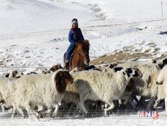 “Малд нүдтэй хүүхэд” шалгарлаа 