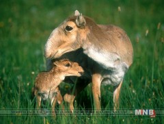 Монголд бөхөн гөрөөс устаж үгүй болох аюул тулгарч байна 