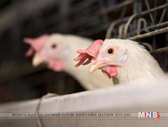 Шувууны томуугийн вирус хувьсан өөрчлөгдсөнийг БНХАУ-ын мэргэжилтнүүд тогтоожээ 