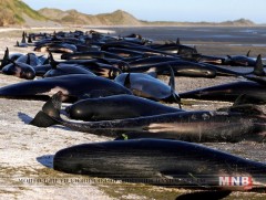 Шинэ Зеландын өмнөд арлын эрэгт 300 далайн хав шидэгджээ