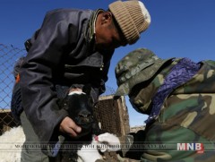 Орхончууд бүх хониндоо вакцин хийнэ