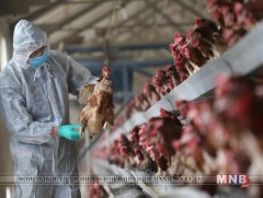 БНХАУ-д шувууны томуугийн халдвар авсан хүний тоо 300 хүрлээ 