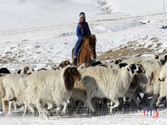 Баян-Өлгийн малчдад тусламжийн бараа хүрлээ