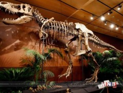 Өмнөговьд динозаврын музей байгуулна 