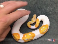 Могойг мутацид оруулж, арьсны өнгийг нь өөрчилжээ