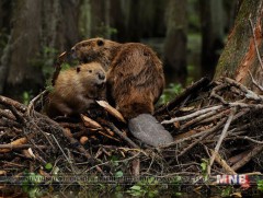 Булган, Ховд, Тэсийн голд нийтдээ 200 гаруй толгой минж байдаг 