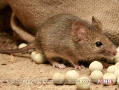 Хүний дэргэд хулгана 15000 жилийн турш амьдарчээ 