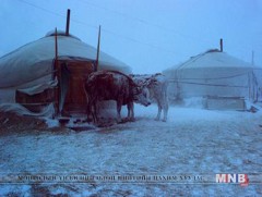 Увс аймагт их хэмжээний цас оржээ