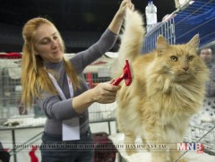 Муурны үзэсгэлэн худалдаа зохион байгуулагдаж байна