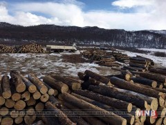 Хойдохын адаг хэмээх газраас иргэд тэвш тэвшээр мод бэлтгээд уджээ