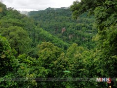 Японы эрдэмтэд Мьянмар улсын ширэнгэн ойг судалж байна  
