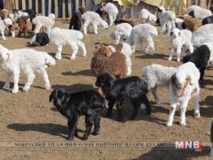  “Төлчин хүүүхэд” арга хэмжээг эхлүүлэв