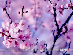 Сакура цэцэглэлээ