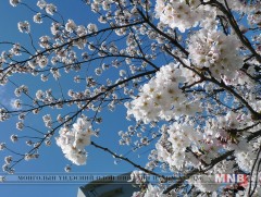 Японы Кочи мужид сакура цагаасаа эрт цэцэглэжээ 