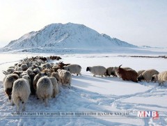 Рэнчинлхүмбэ сум зудын байдалтай байна 