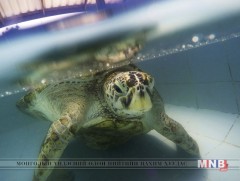 Яст мэлхийний биеэс 915 зоос гаргаж авчээ