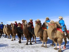 Ганган хосууд тэмээний баяраа чимлээ