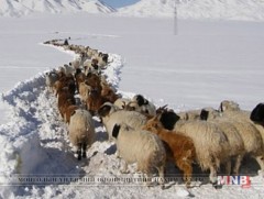 Өмнөговь аймгийн зарим сумдад цагийн нөхцөл байдал хүнд байна 