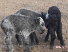 Ж.Төмөрбаатарын хотонд гурван ихэр тугал гарчээ  