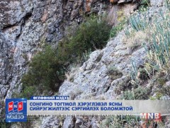 Сонгино тогтмол хэрэглэвэл ясны сийрэгжилтээс сэргийлэх боломжтой