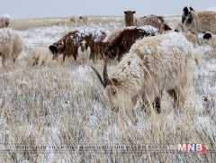 Завхан аймагт мал, амьтны гоц халдварт өвчин гараагүй