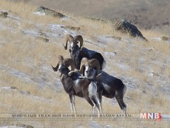 Их нартад 700 орчим аргаль, 300 гаруй янгир байнгын идээшилдэг