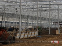 Сибирчүүд өвлийн тэсгим хүйтэнд ч нарийн ногоо тариална