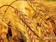 Тариалан эрхлэгчдэд 5800 тонн улаан буудайн элит үр худалдана