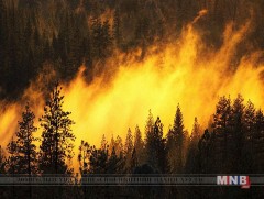Сэлэнгэ аймгийн “Долоон голын-Эх” гэдэг газарт ойн түймэр гарчээ