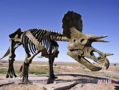 Өмнөговьд динозаврын музей байгуулна 