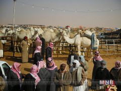 Саудын Араб улсад тэмээний баяр болж байна 