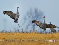 “Шувууны Жаргал ба түүний нөхөд” нэртэй үзэсгэлэн нээгдэнэ