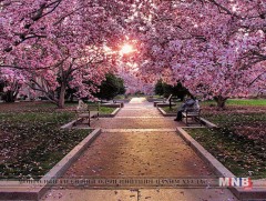 АНУ-д сакура цэцгийн баяр болж байна  