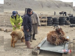  “Тээлийн улаан ямаа”-нд үзлэг, ангилалт хийлээ