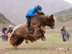 Сарлагийн баярт оролцуулахаар авч ирсэн сарлаг бүрт 5000 төгрөгийн урамшуулал олгоно 