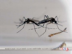 Энэтхэгт анх удаа Зика вирусын тохиолдол илэрчээ