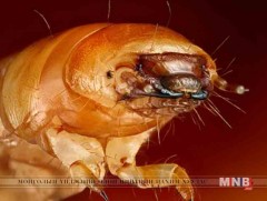 Эрдэмтэд хуванцраар хооллодог шавьж олж илрүүлжээ