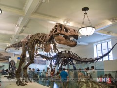 Өнөөдөр Олон улсын музейн өдөр тохиож байна 