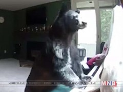 Баавгай төгөлдөр хуур тогложээ 