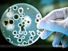 Антибиотик хамгийн аюултай нянгуудын нэгтэй тэмцэх болно