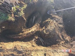 400 мянган жилийн настай Арслан зааны соёо олжээ 