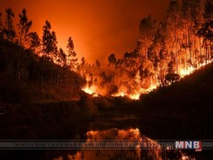 Португал улсад том хэмжээний түймэр гарчээ 