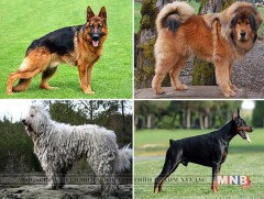 Герман хоньч нохдын үзэсгэлэн, тэмцээн болно