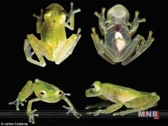 Судлаачид тунгалаг арьстай мэлхийг нээн илрүүлжээ