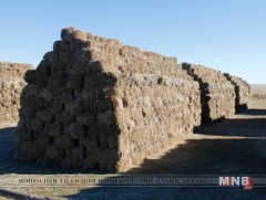 Өвс, тэжээл экспортлохыг хориглолоо