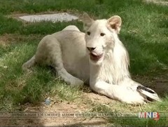 Иракийн амьтны хүрээлэнгийн цагаан арслан 1 нас хүрлээ